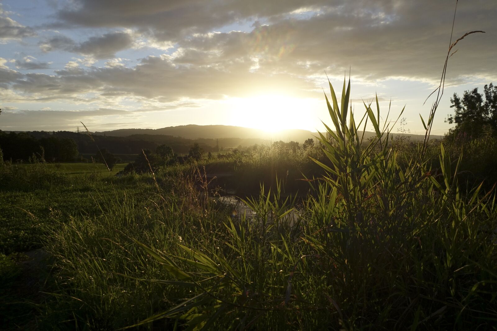 Sony Cyber-shot DSC-RX100 III sample photo. Sunset, grass, grasses photography