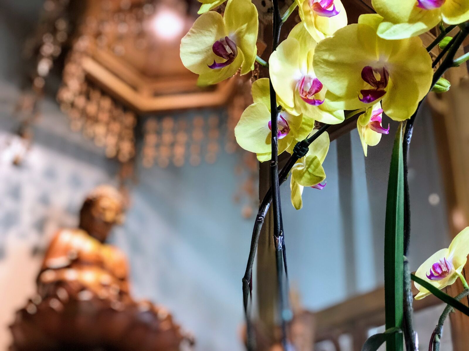 iPhone 8 Plus back dual camera 6.6mm f/2.8 sample photo. Buddha, yellow flower, heart photography