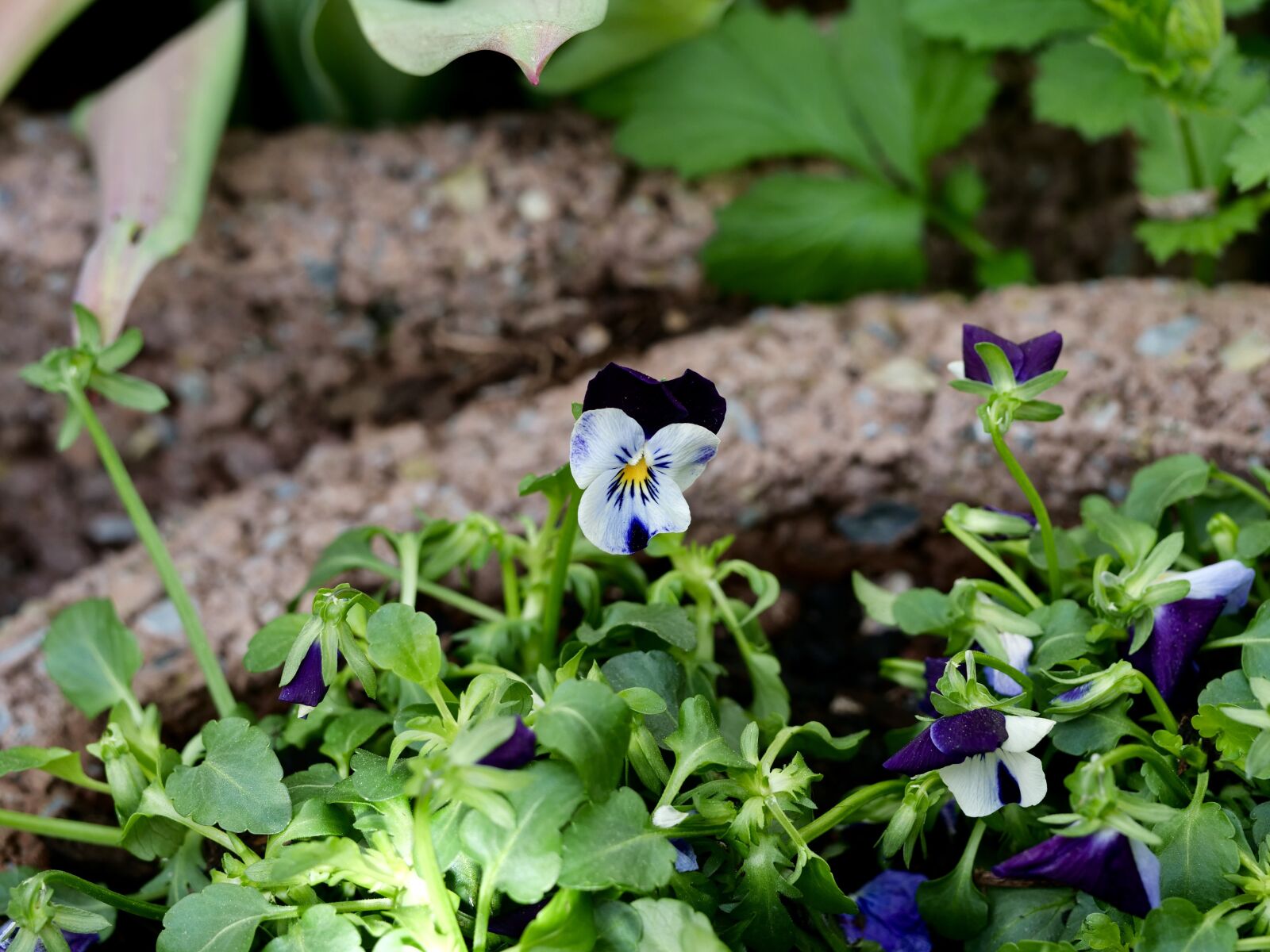 Panasonic Lumix DC-G9 sample photo. Spring, violet, pansy photography