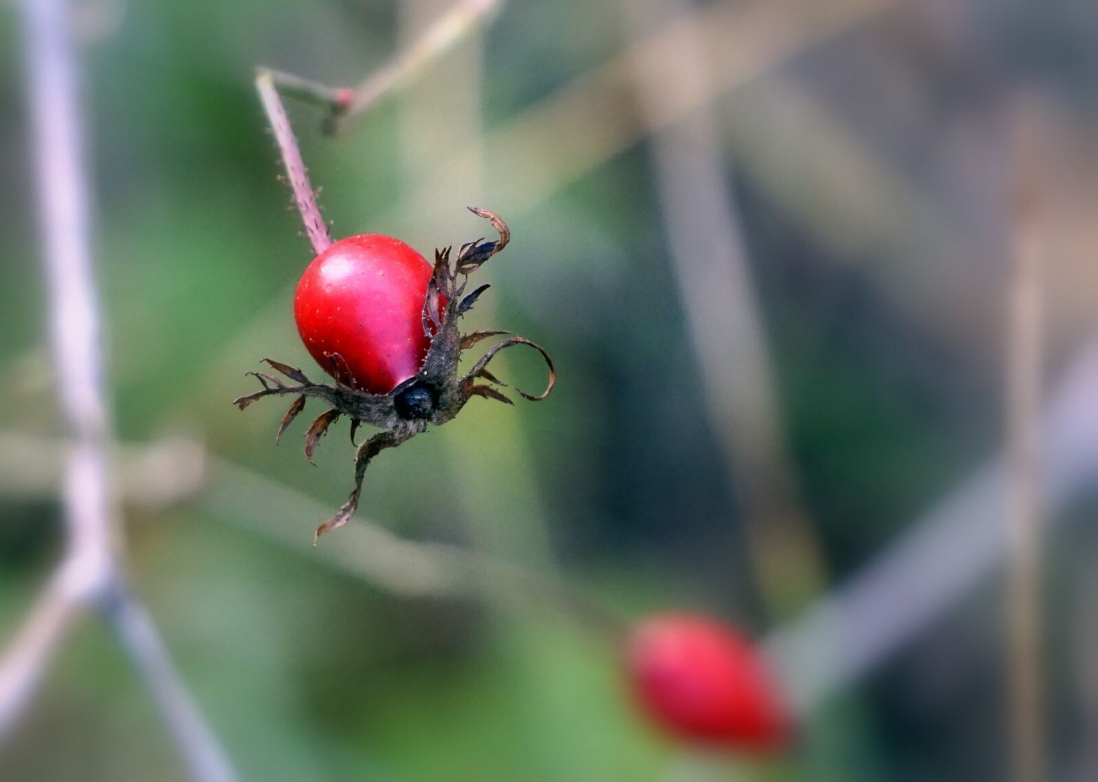 Sony E 55-210mm F4.5-6.3 OSS sample photo. Berry, red, red fruits photography