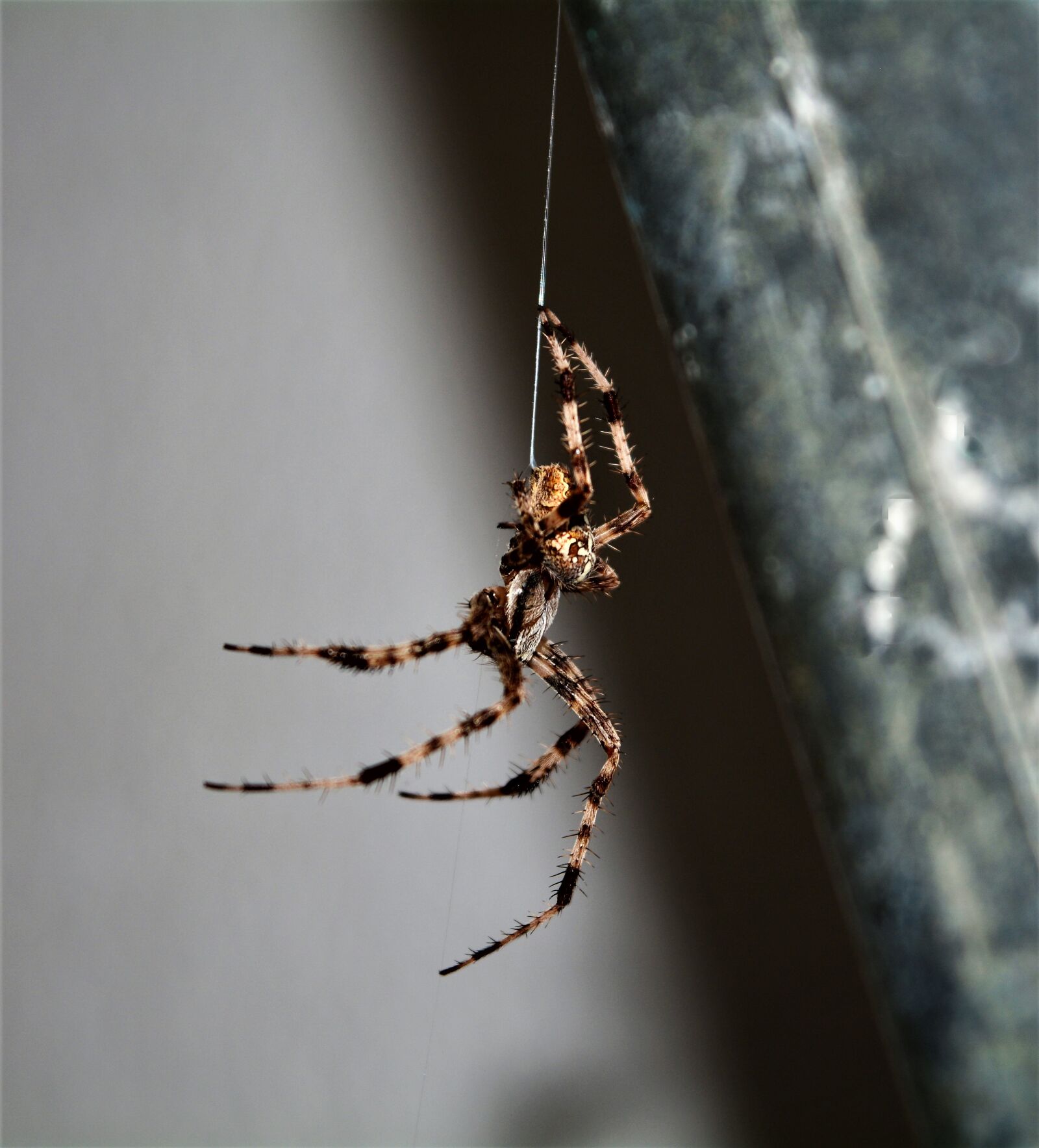 Nikon D5200 sample photo. Spider, insects, web photography