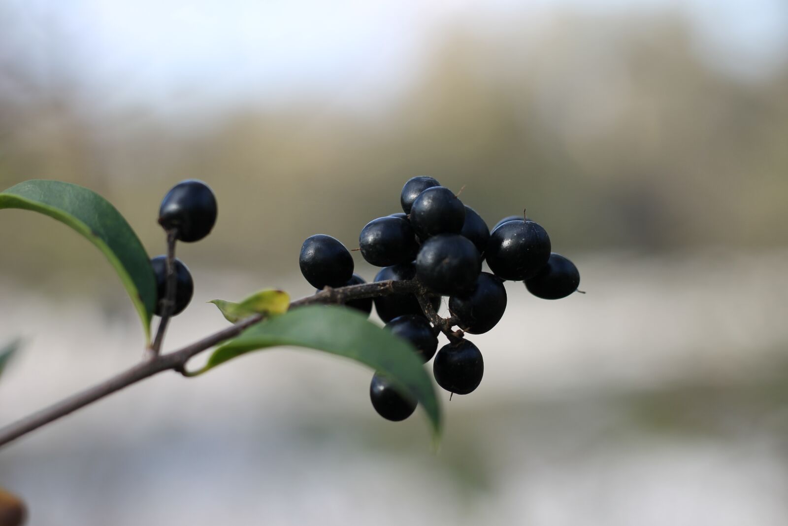 Canon EF 50mm F1.8 STM sample photo. Privet, rain willow, berries photography