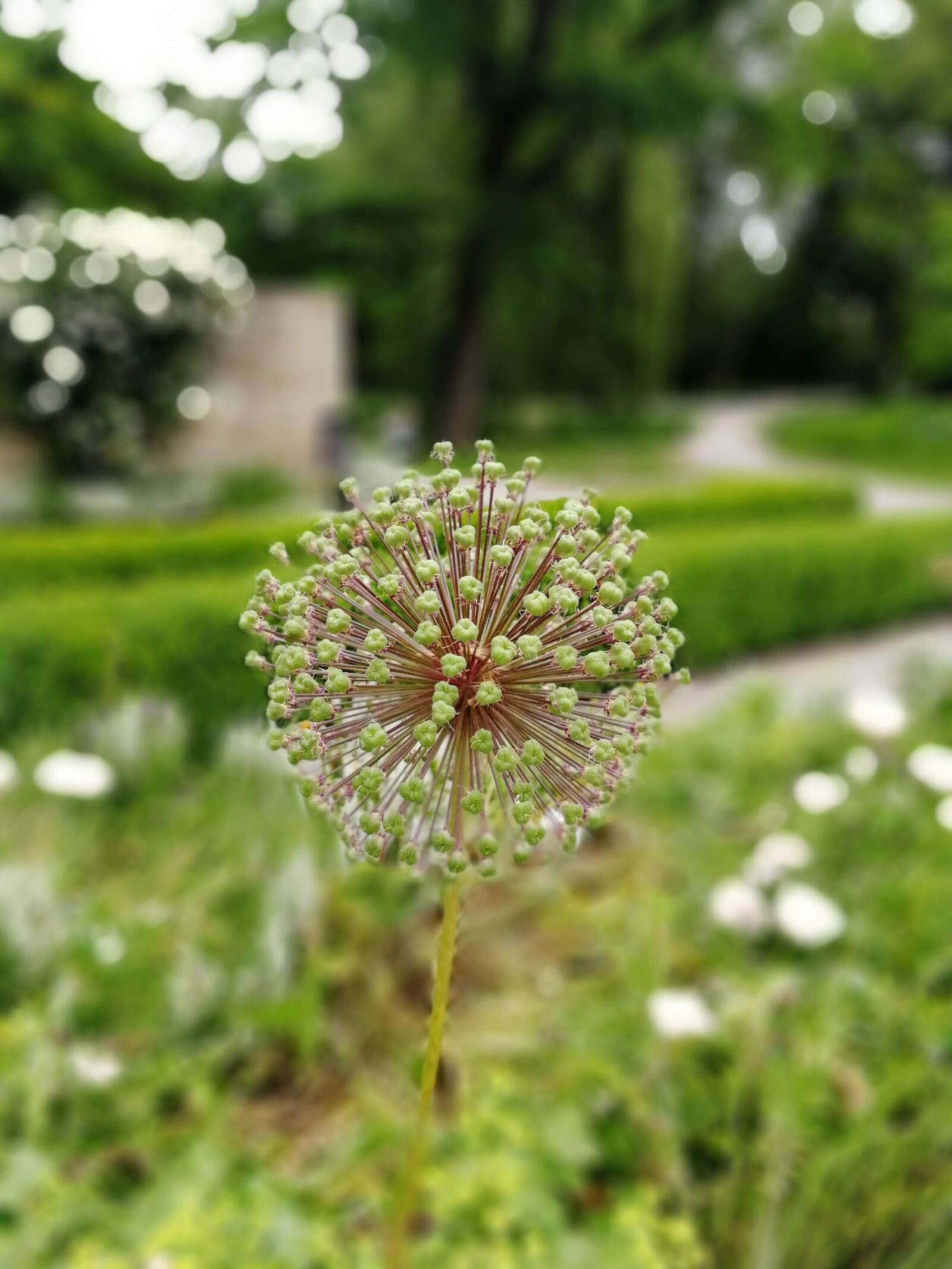 HUAWEI Honor 9 sample photo. Flower, bush, nature photography