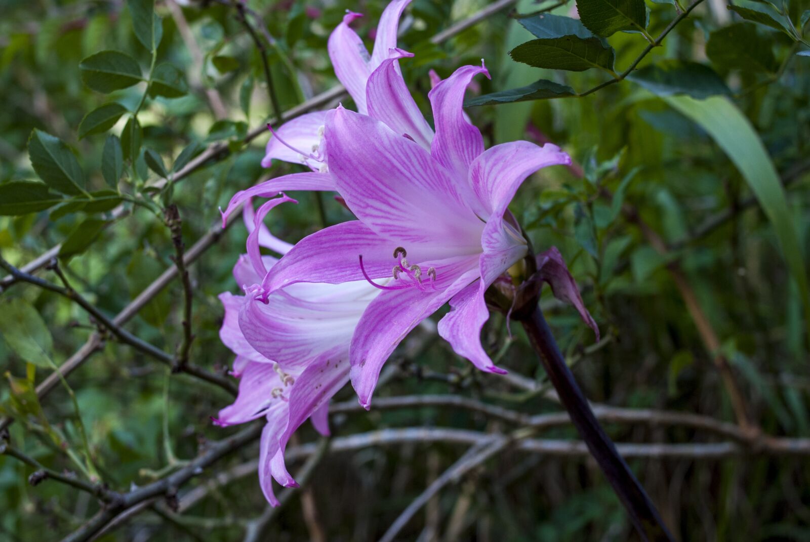 Nikon D60 sample photo. Nature, plant, flower photography