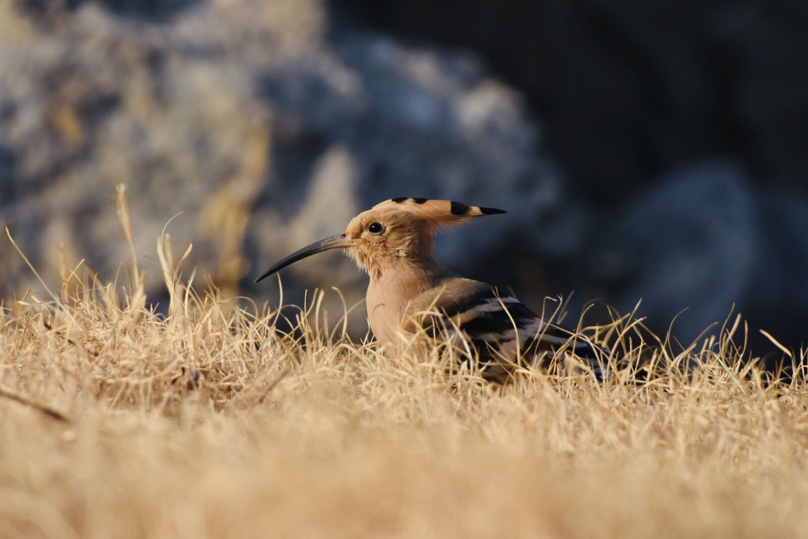 Nikon D7200 sample photo. Bird, animal, feather photography