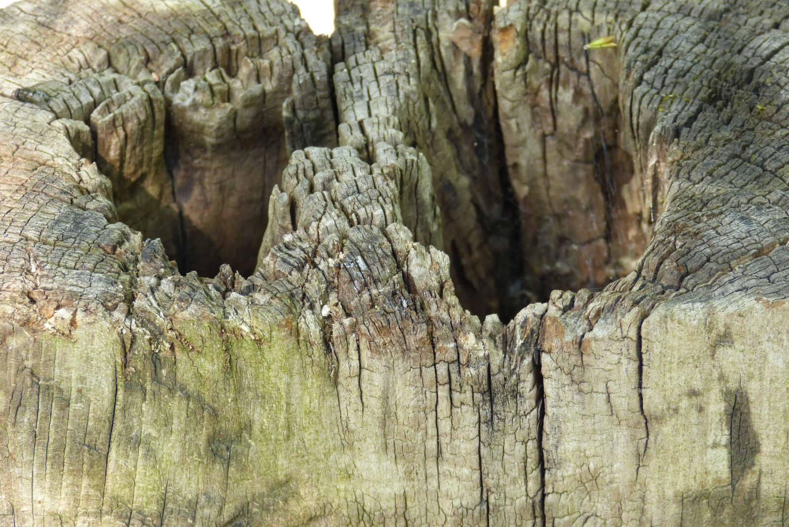 Panasonic Lumix DMC-FZ150 sample photo. Wood, nature, wooden boards photography