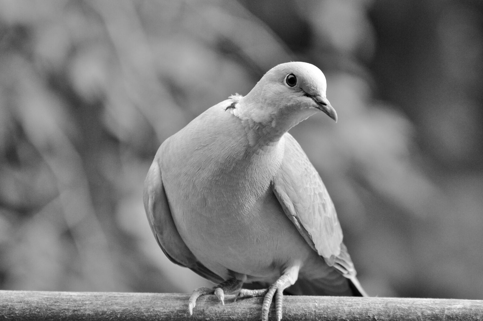 Nikon D3200 sample photo. Dove, collared, bird photography