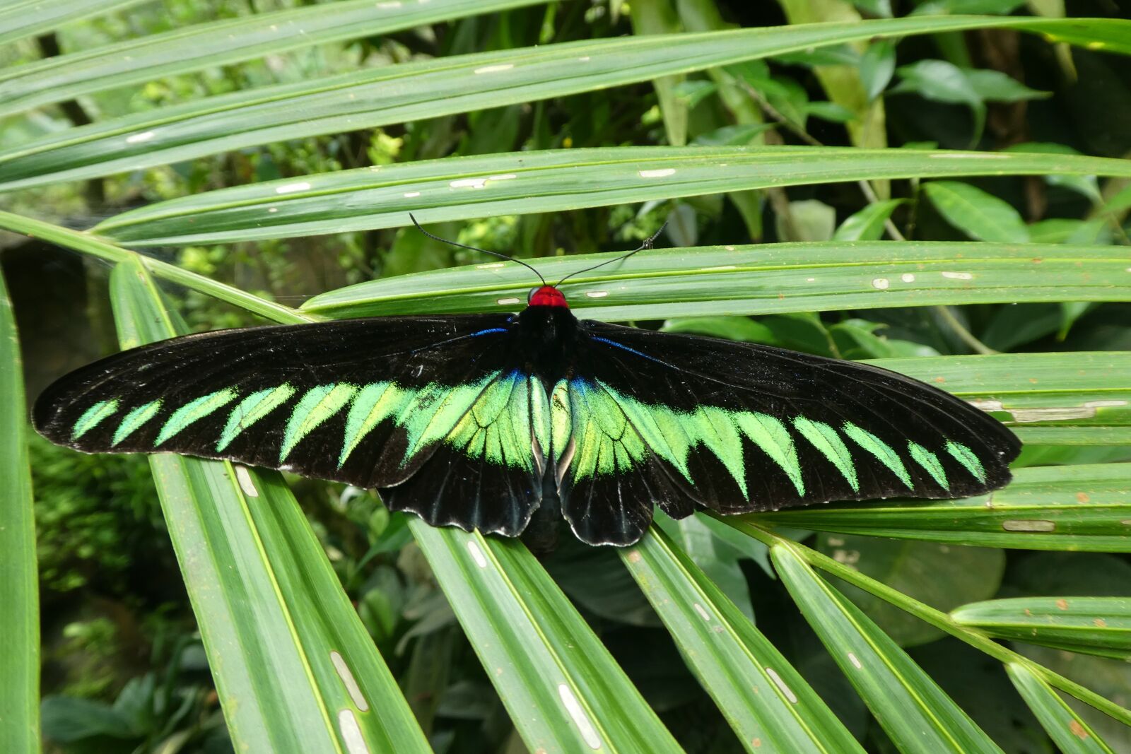 Panasonic DMC-TZ81 sample photo. Butterfly park, kong kuala photography