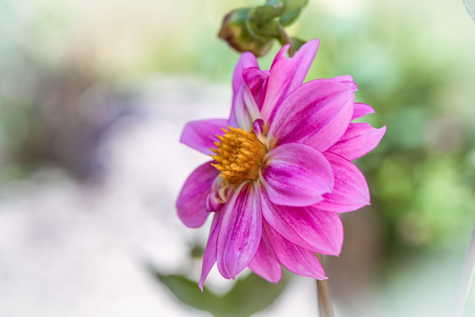 Nikon D750 sample photo. Flower, blossom, bloom photography