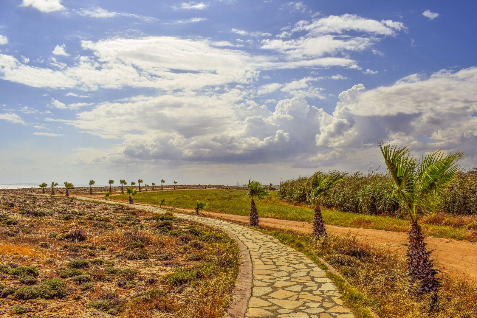 Nikon D3300 sample photo. Coastal path, palm trees photography