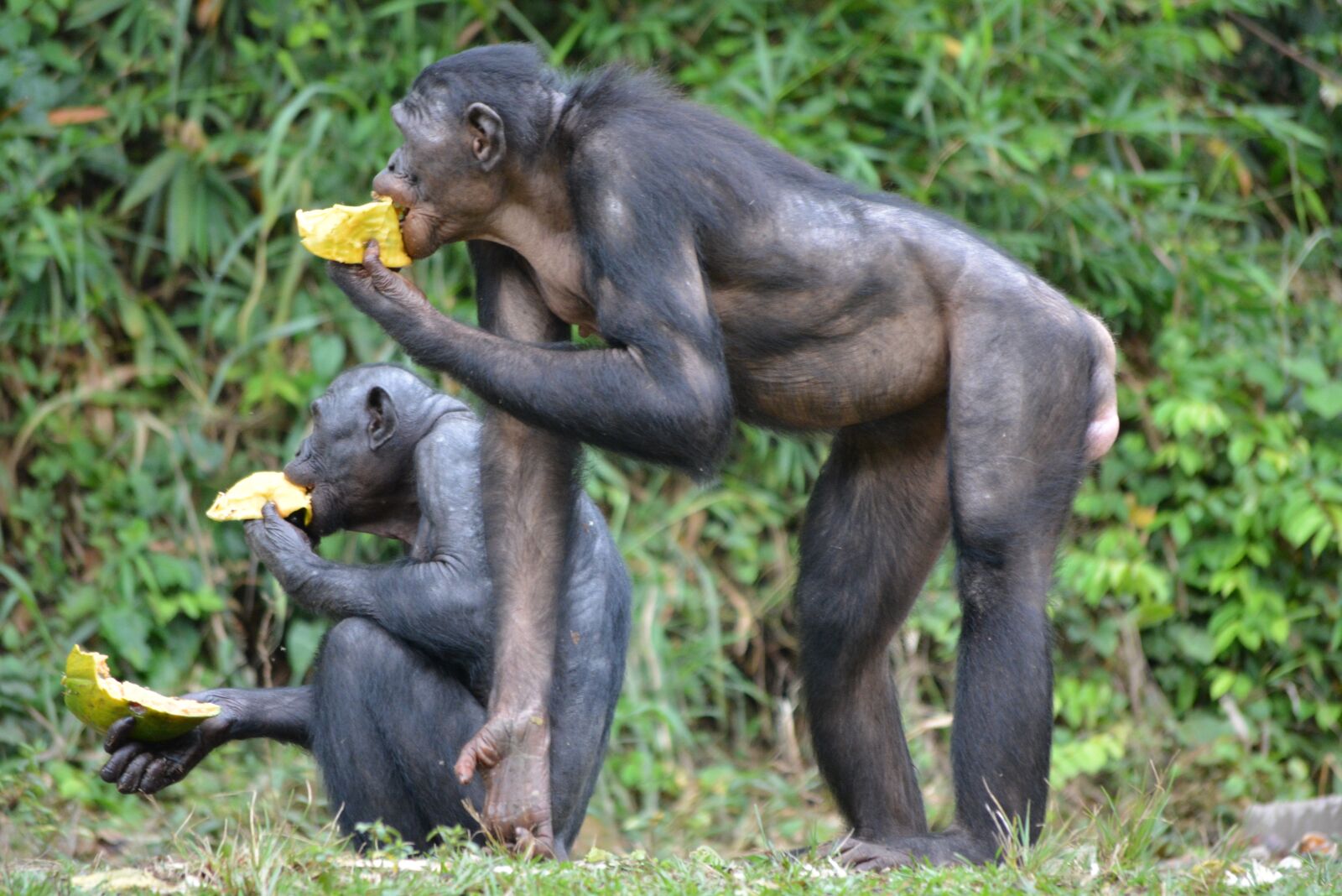 Nikon D5200 sample photo. Bonobo, primate, ape photography