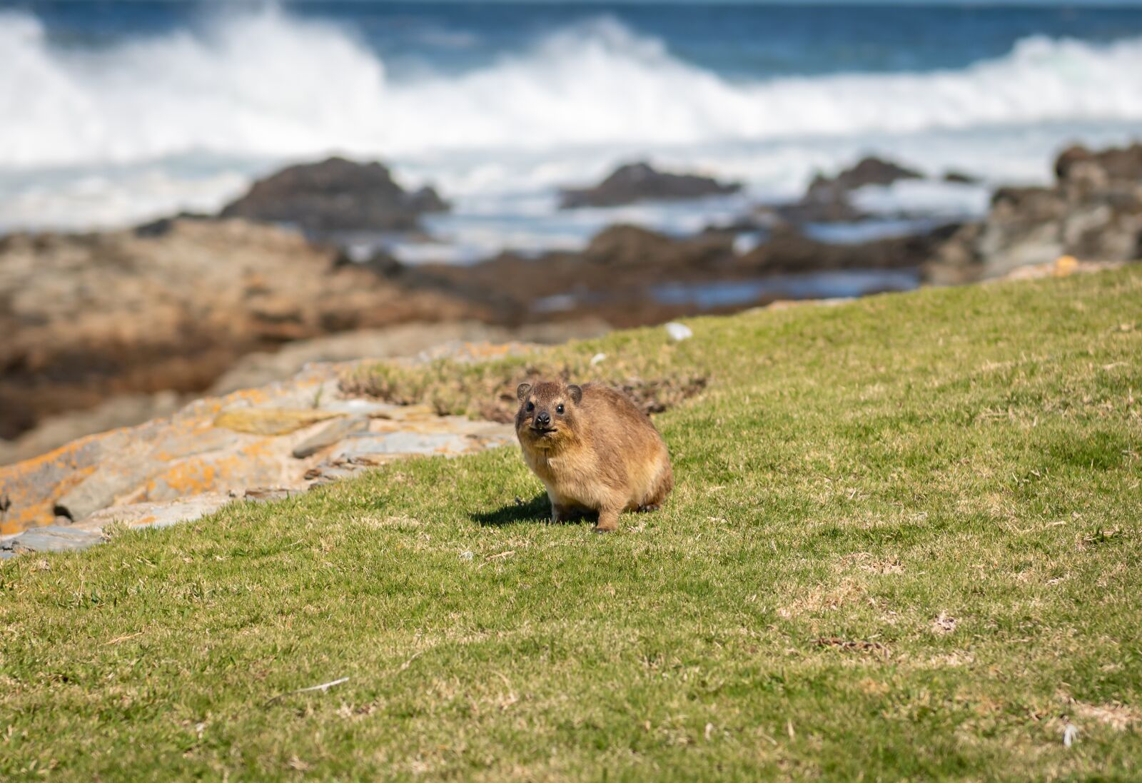 Nikon D750 sample photo. Hyrax, south africa, coast photography