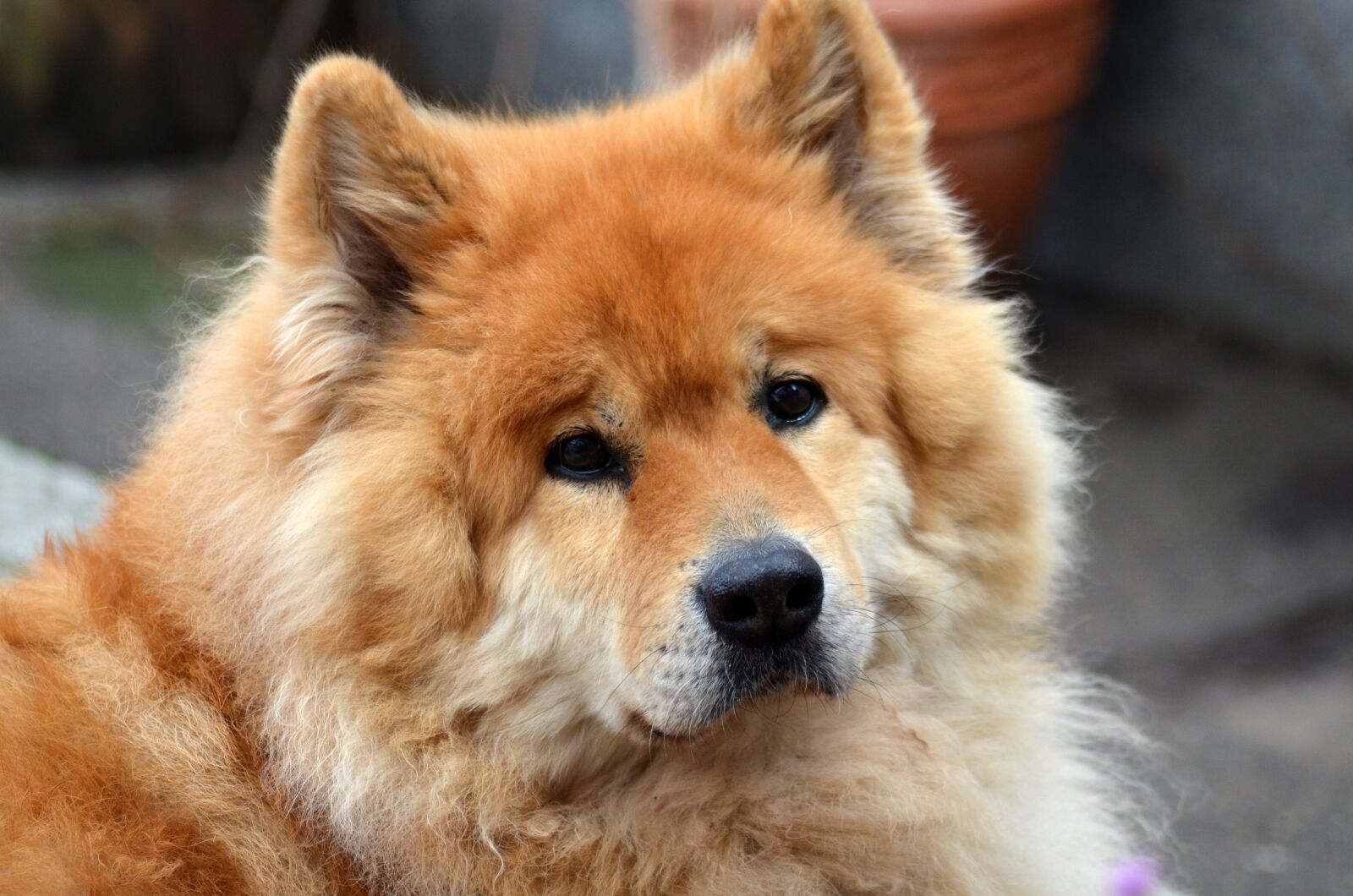 Nikon D5100 sample photo. Eurasians, dog, pet photography