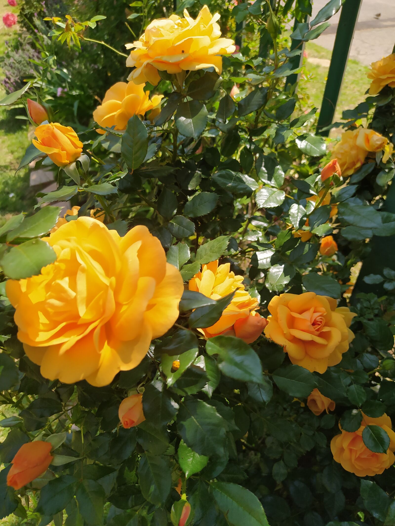 Xiaomi Redmi Note 8 sample photo. Roses, flower, garden photography
