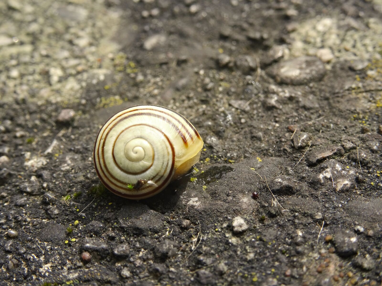 Sony DSC-HX50 sample photo. Shell, snail, casing photography