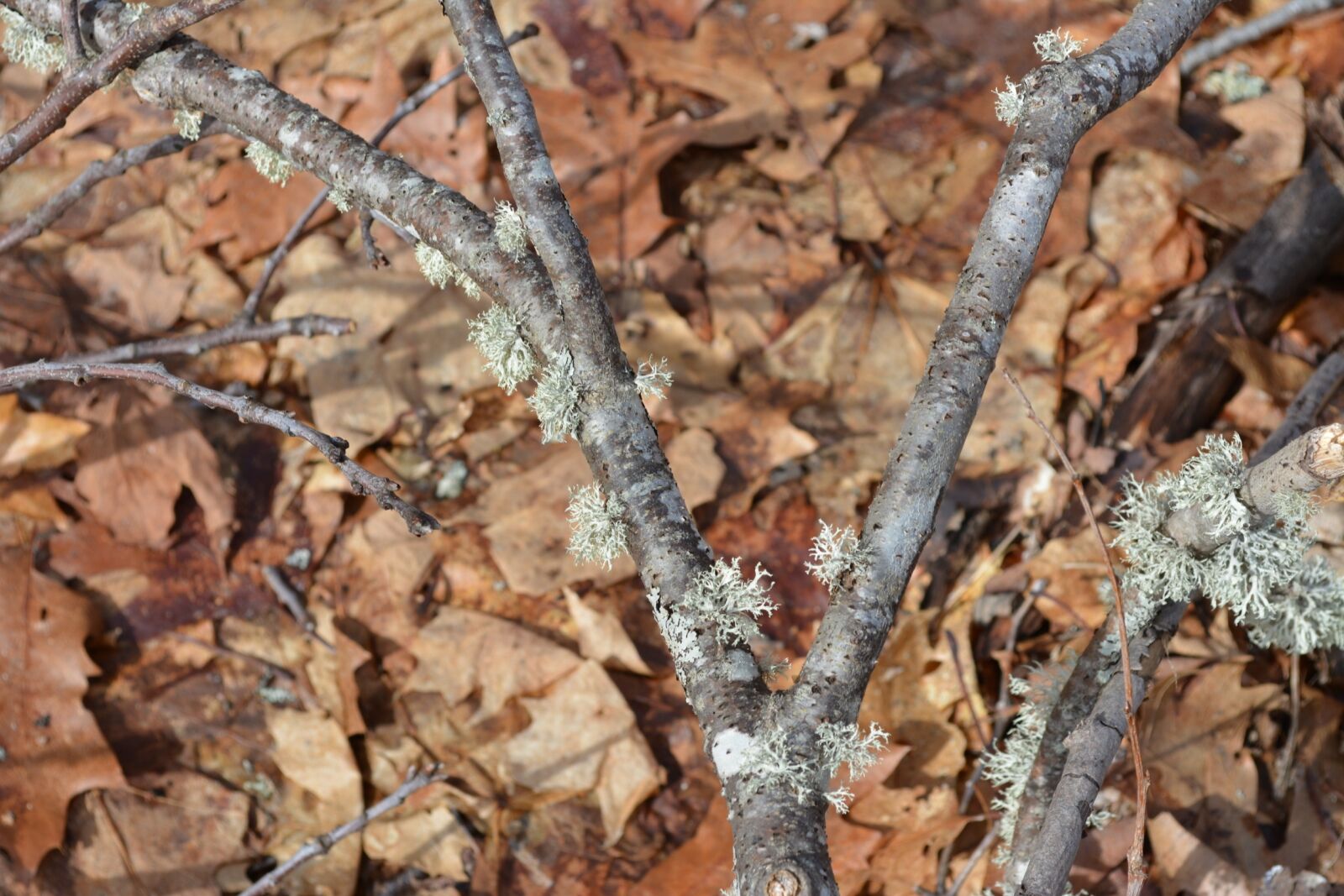 Nikon D5200 sample photo. Nature, tree, wood photography