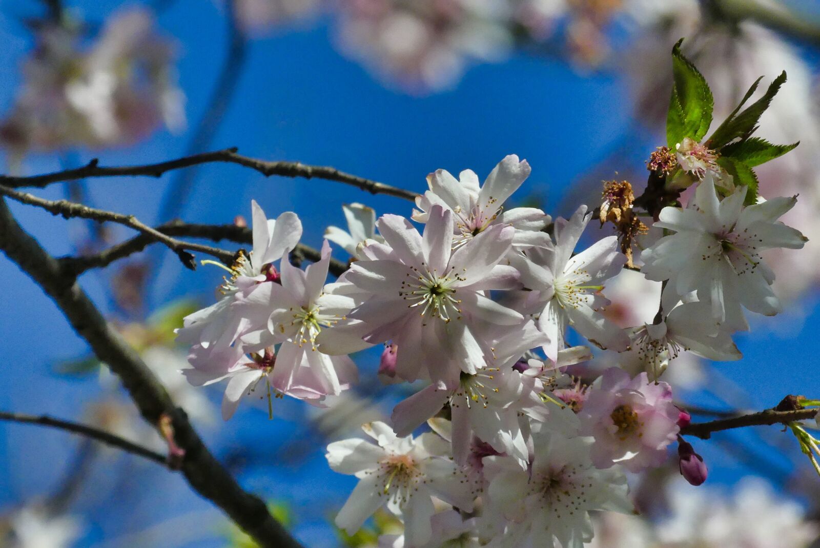 Panasonic Lumix DMC-FZ300 sample photo. Spring, flower, nature photography