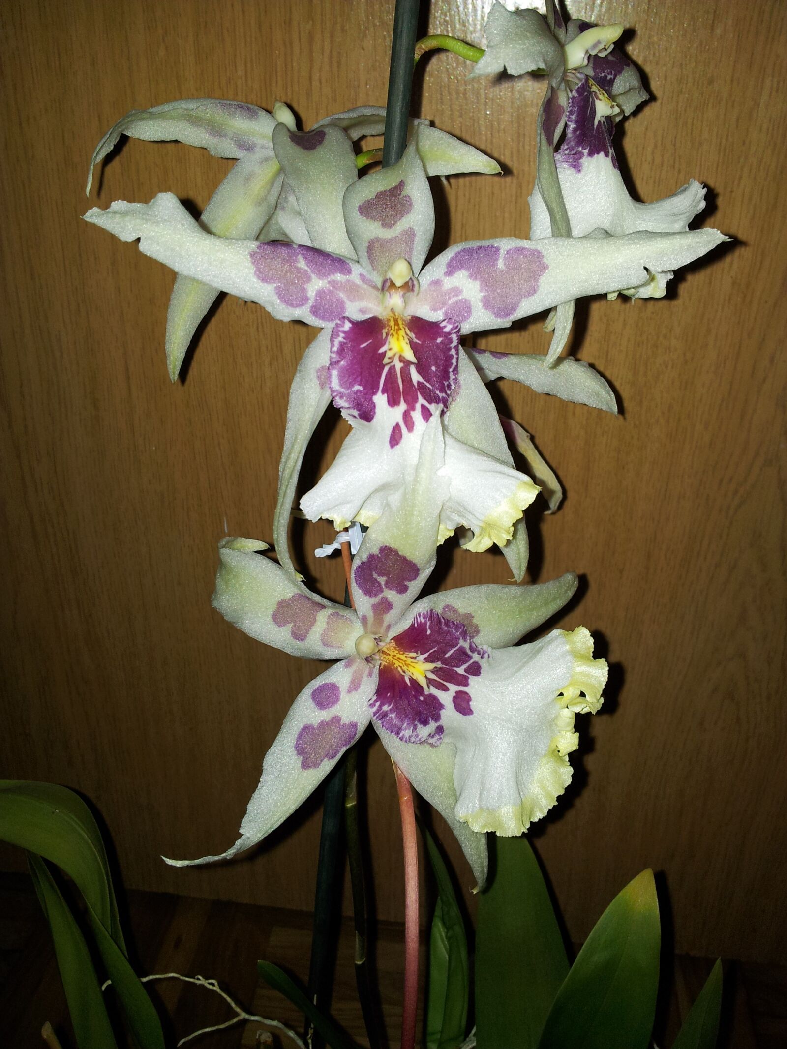 Samsung Galaxy S2 sample photo. Orchid, white, purple photography