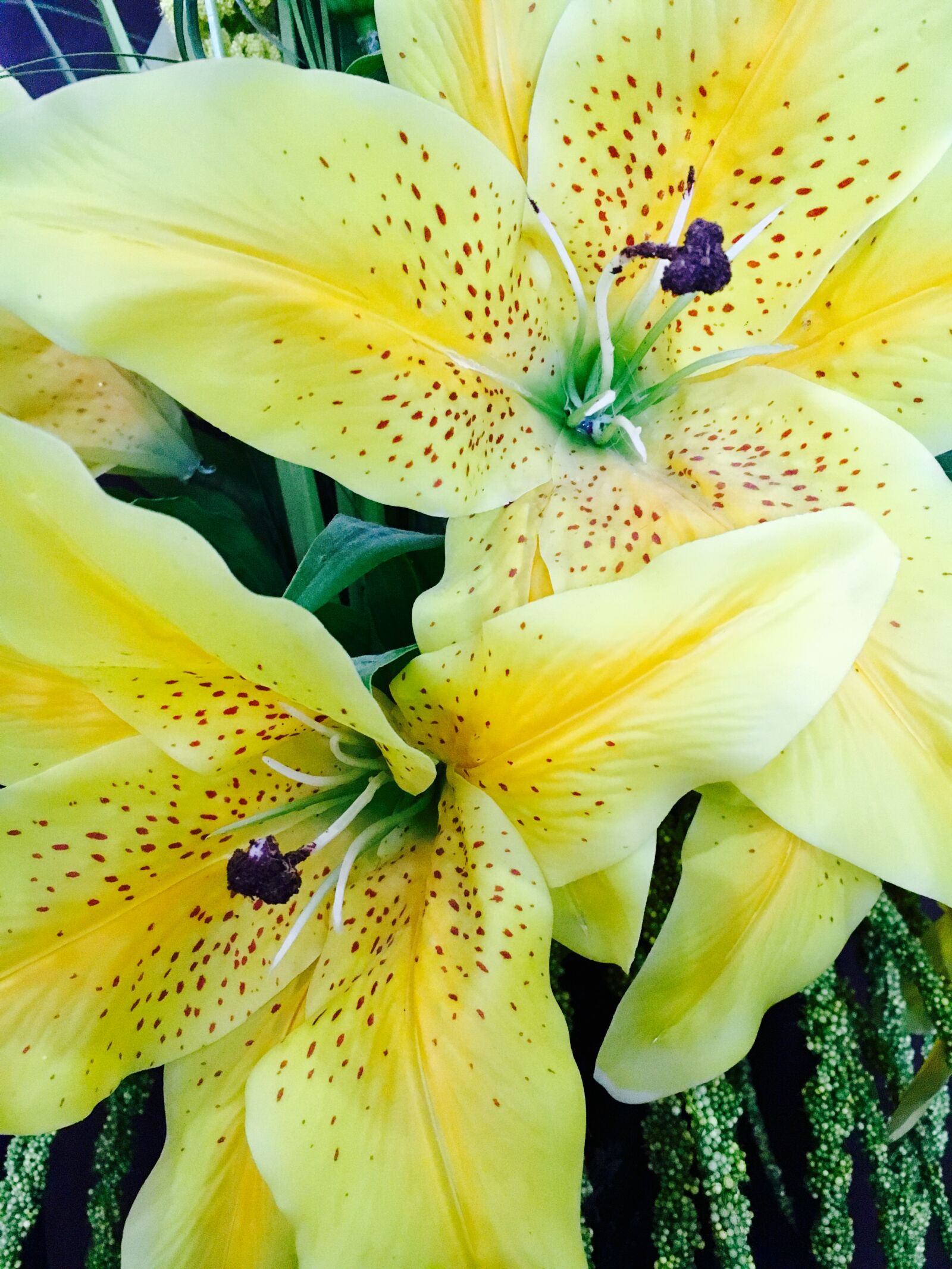 Apple iPhone 6s sample photo. Close, up, of, yellow photography