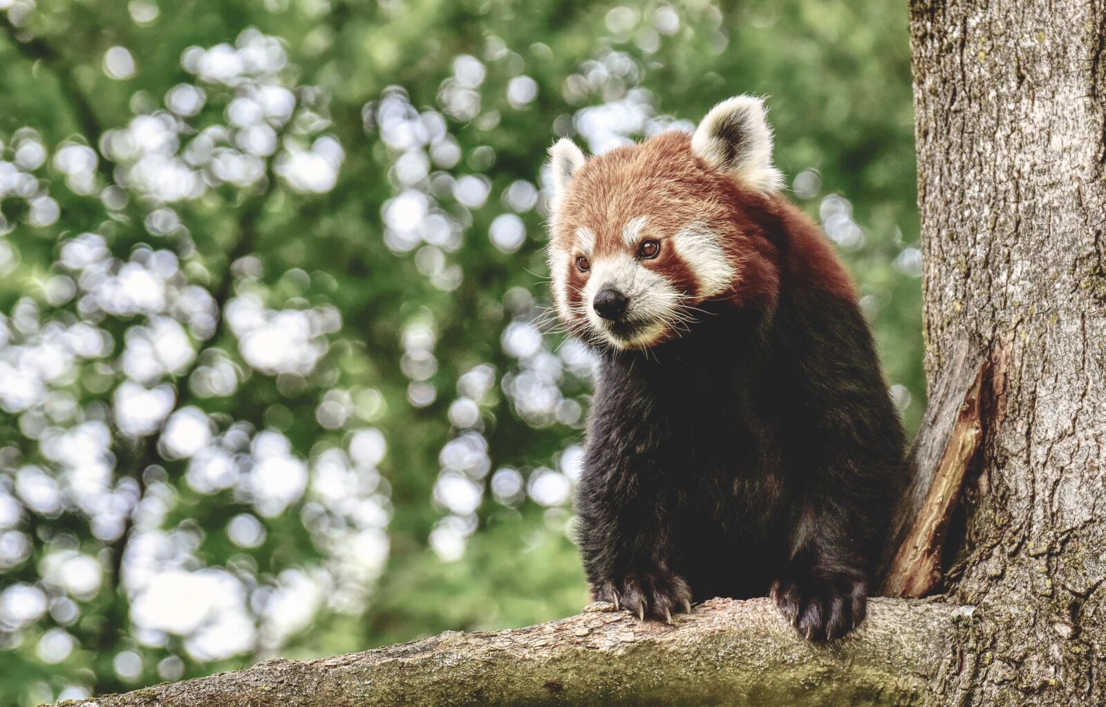 Nikon D7200 sample photo. Panda, red panda, bear photography