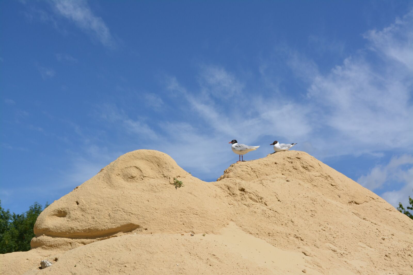 Nikon D5200 sample photo. Sand, birds, sculpture photography