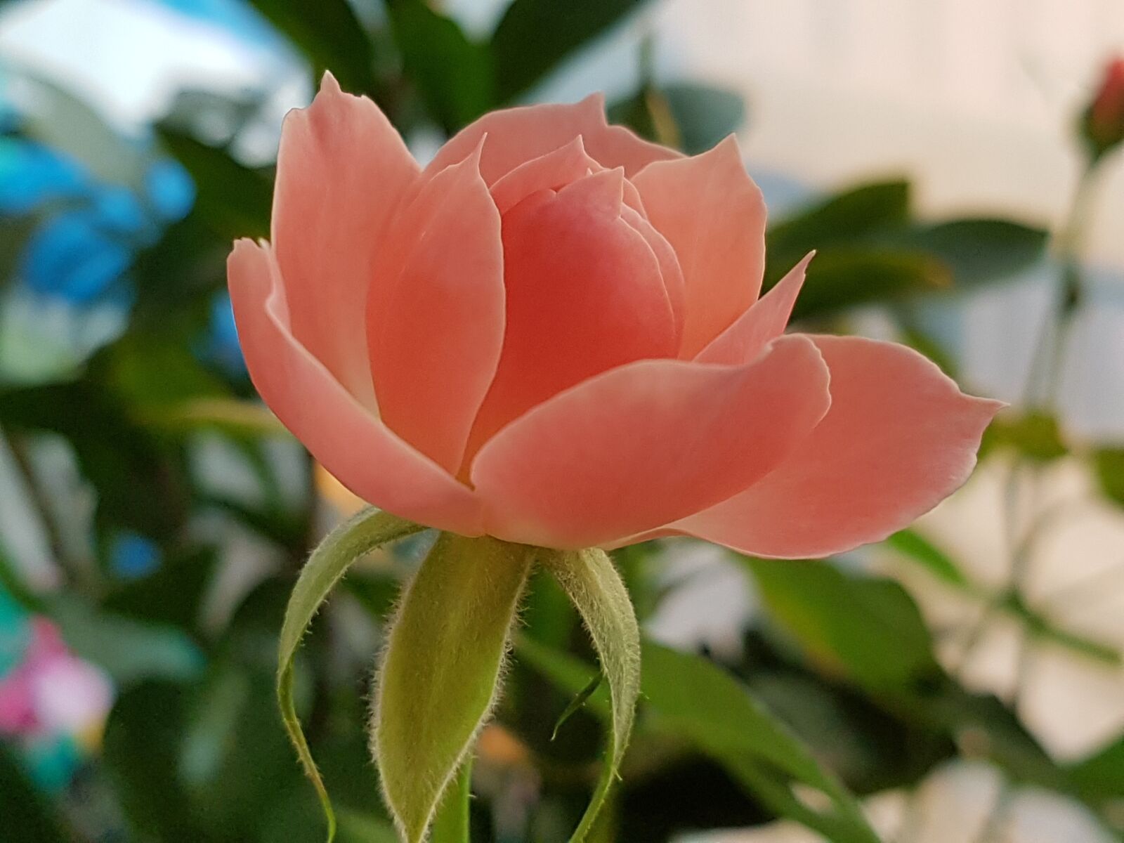 Samsung Galaxy S7 sample photo. Rose, pink roses, rose photography