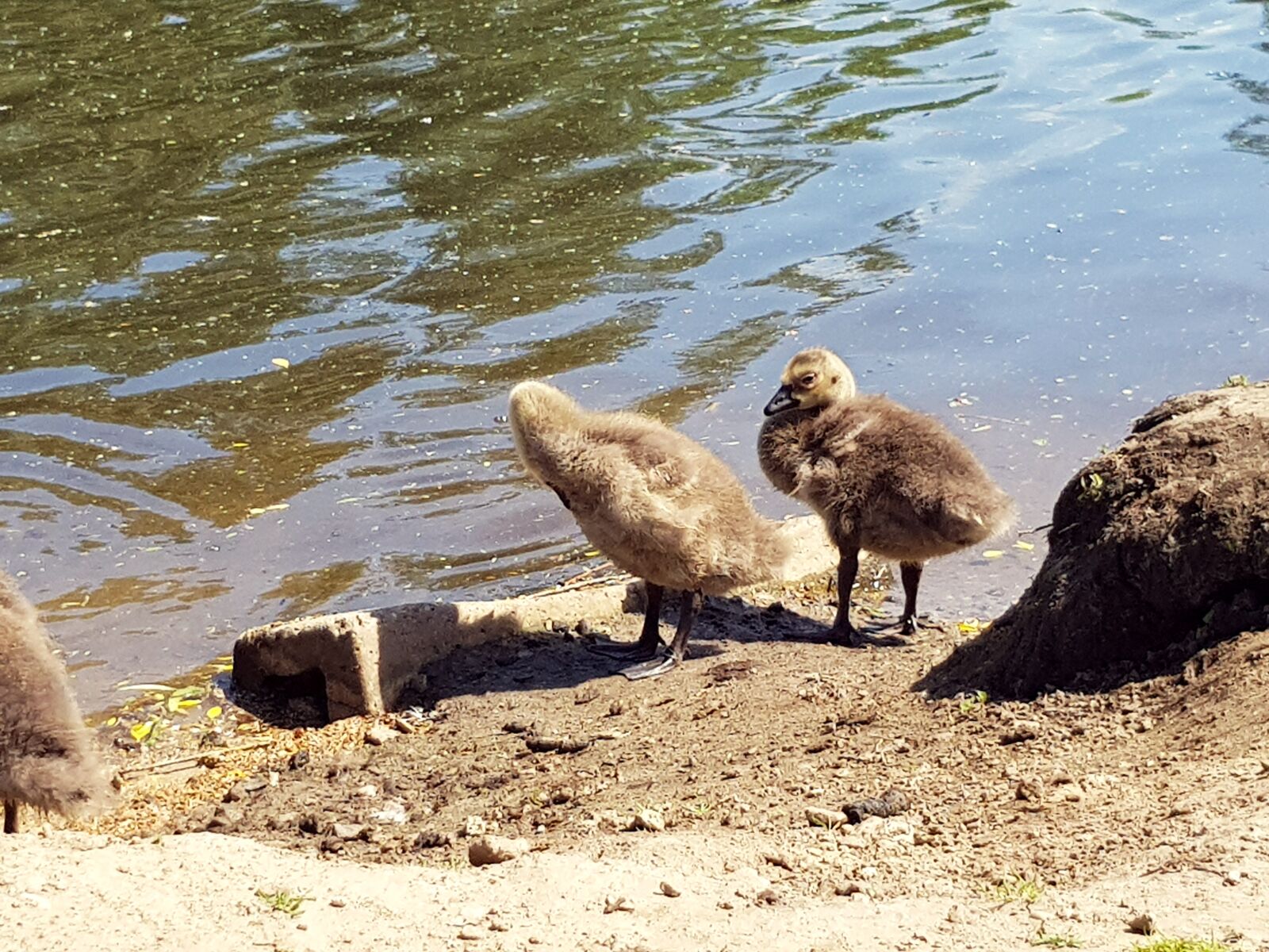 Samsung Galaxy S8 sample photo. Canada geese, chicks, family photography