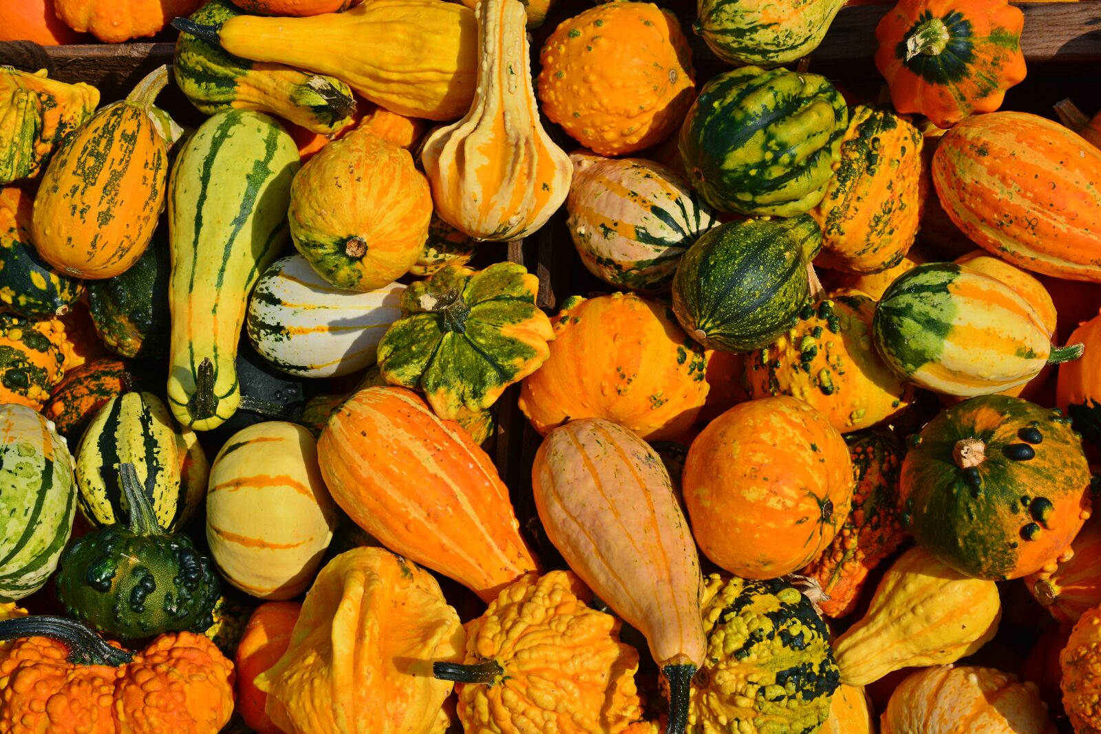 Nikon D5200 sample photo. Pumpkin, harvest time, sale photography