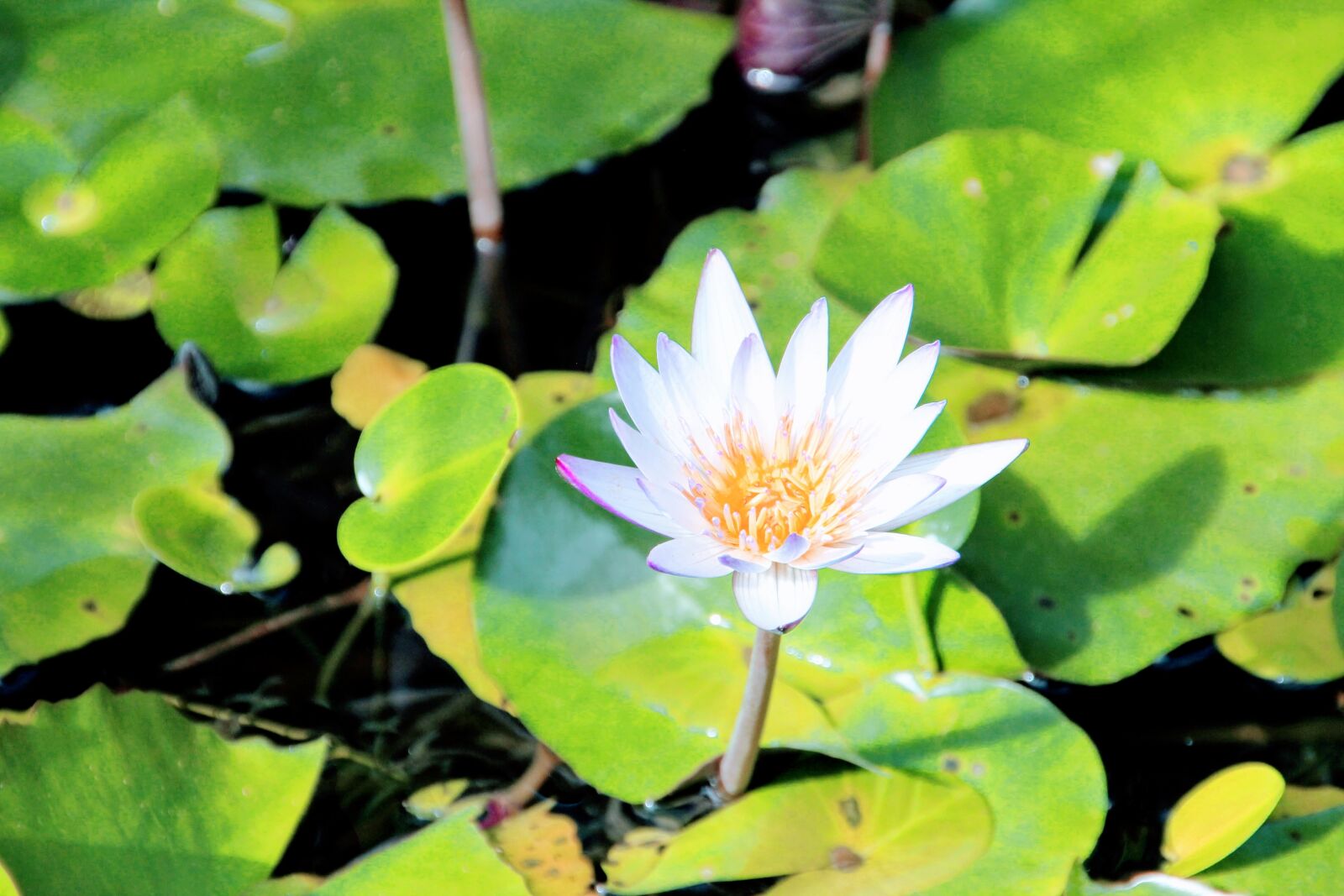 Canon EOS 60D sample photo. Water lily, rose, lily photography