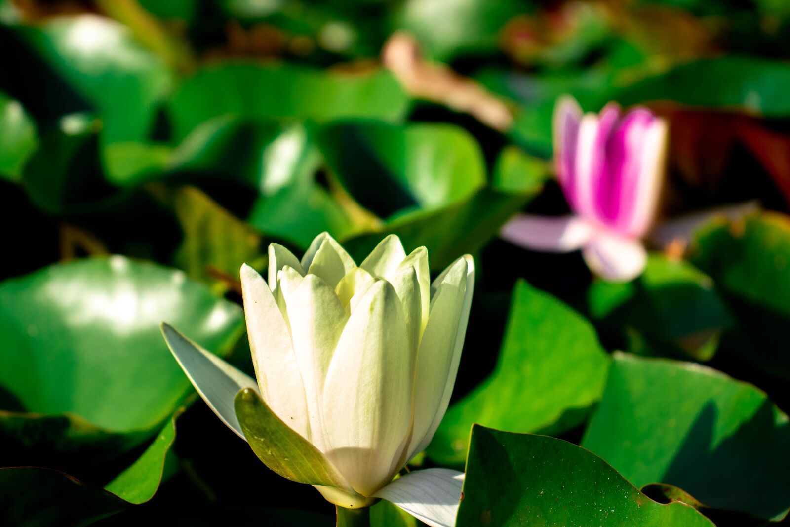 Canon EOS 200D (EOS Rebel SL2 / EOS Kiss X9) sample photo. Water lilies, lotus, water photography