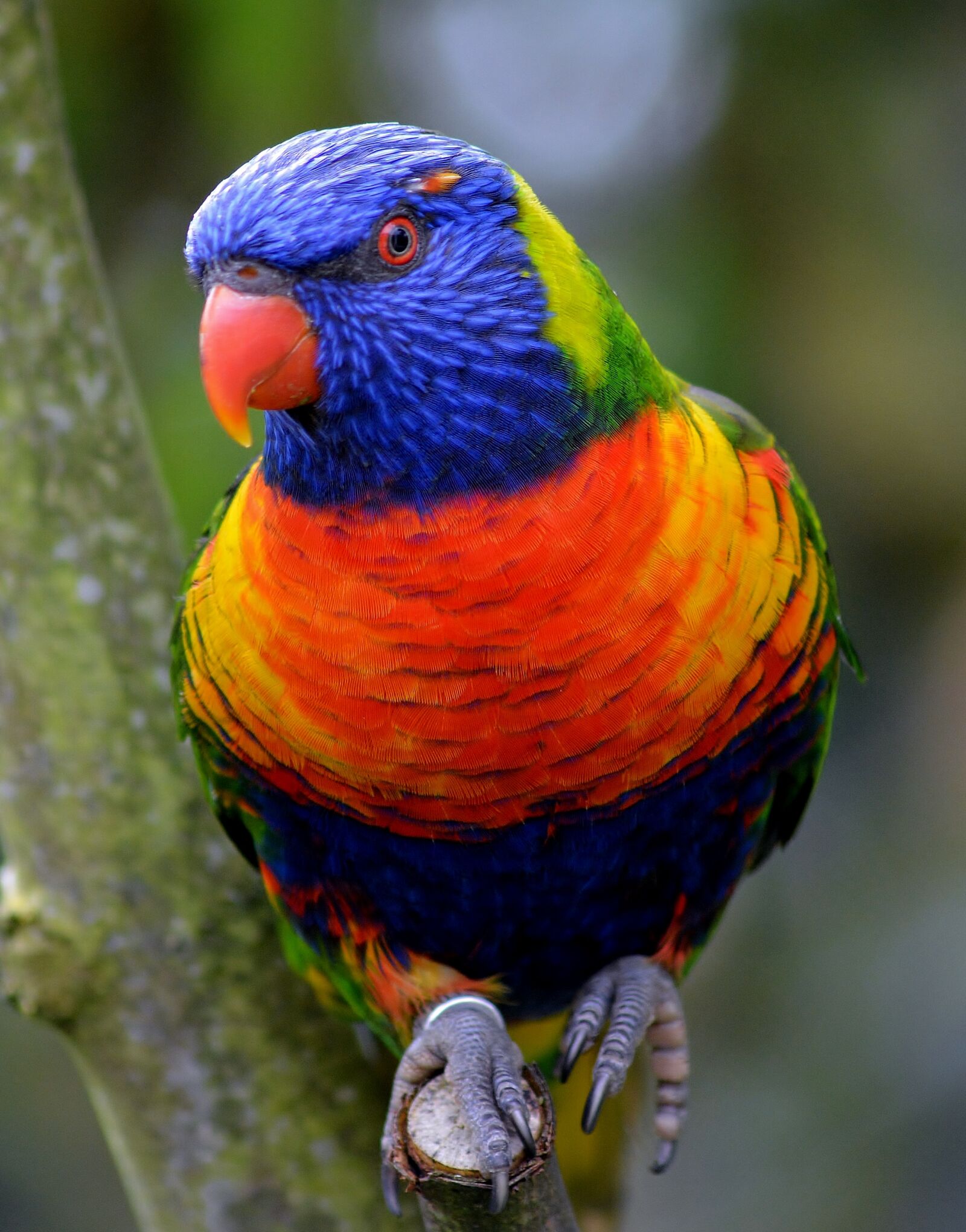 Nikon D5200 sample photo. Bird park marlow, nature photography