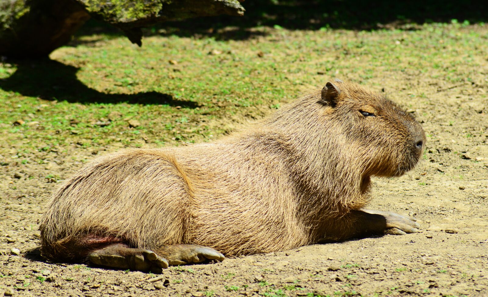 Nikon D800 sample photo. Capybara, rodent, mammal photography