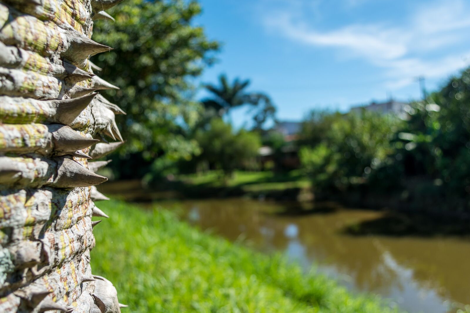 Nikon D5200 sample photo. Arvore, tronco, rio photography