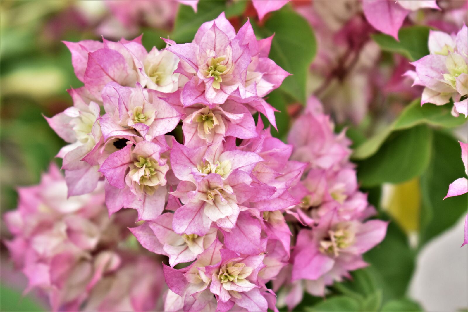 Nikon D3500 sample photo. Pink and white flowers photography