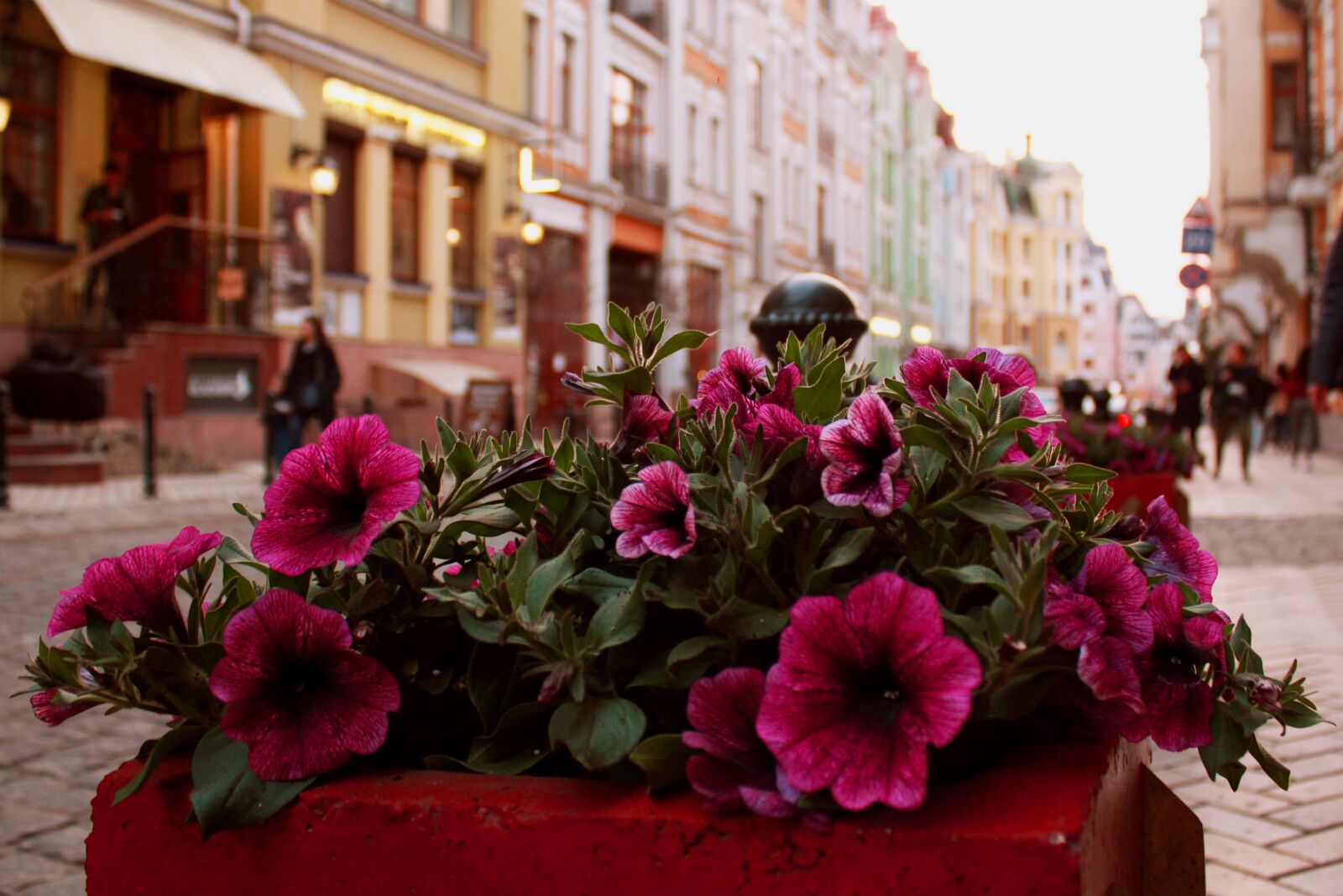 Canon EOS 550D (EOS Rebel T2i / EOS Kiss X4) sample photo. Flower, no one, street photography