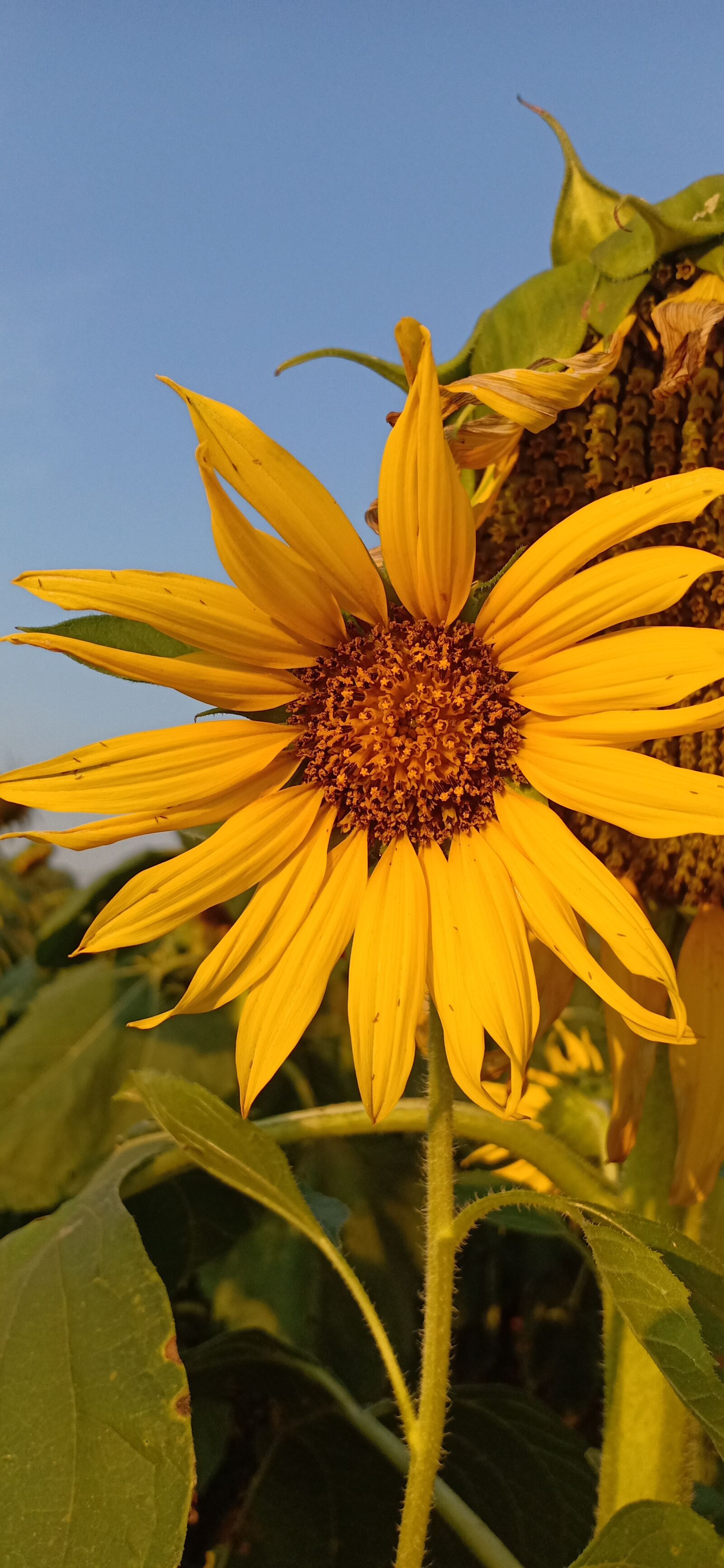 OPPO F9 sample photo. Flower, yellow, sunflower photography