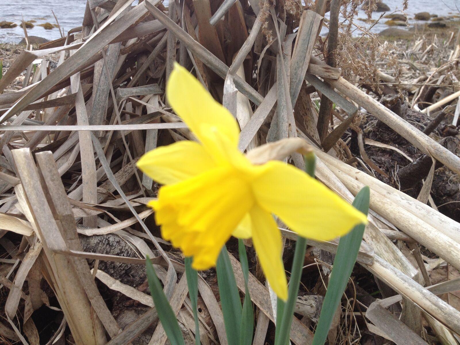 iPhone 4S back camera 4.28mm f/2.4 sample photo. Flowers, spring, sea, side photography