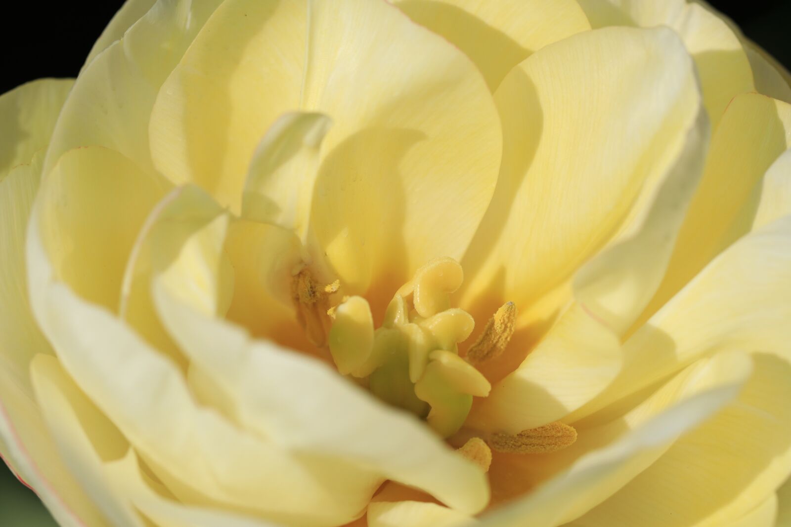 Canon EF 100mm F2.8L Macro IS USM sample photo. Tulip, double tulip, bulb photography