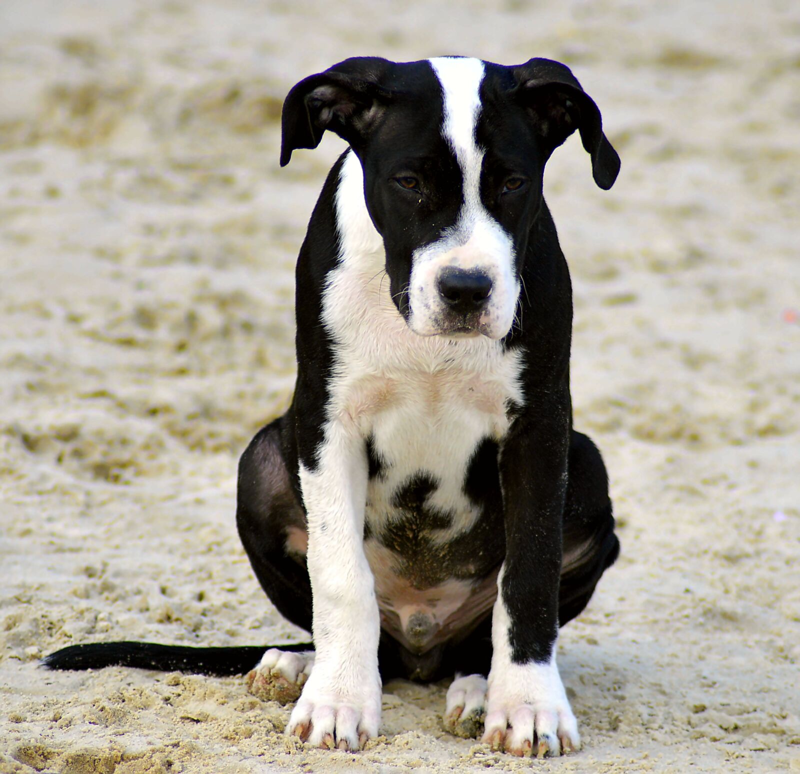 Nikon D3200 sample photo. Puppy, hybrid, dog photography