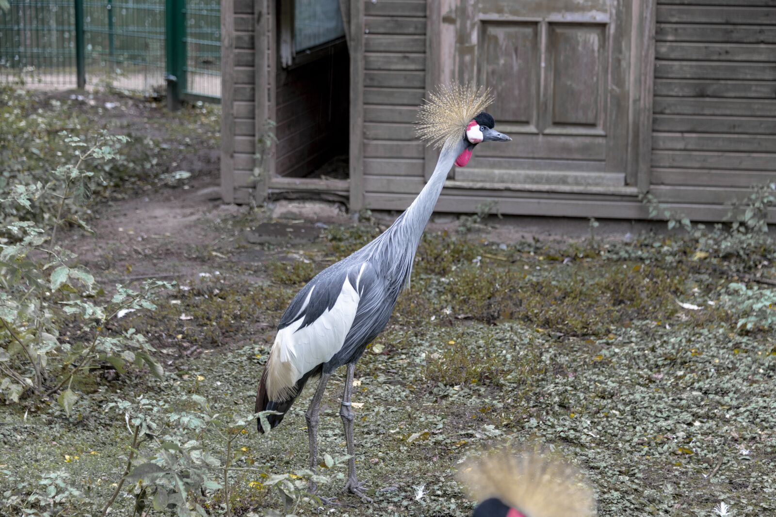 Nikon D850 sample photo. Bird, grey crowned crane photography