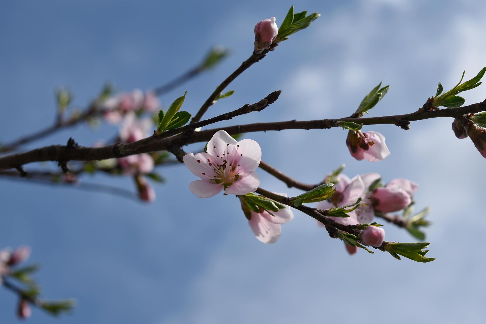 Nikon D5500 sample photo. Almond, spring, nature, bud photography
