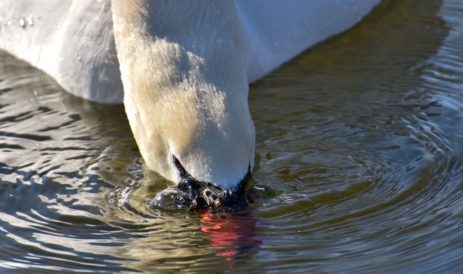 Nikon D7200 sample photo. Swan, elegant, water bird photography