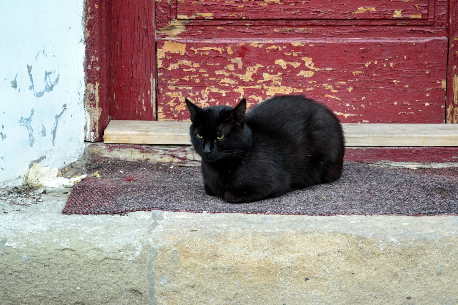 Nikon D3100 sample photo. Cat, black, animal photography