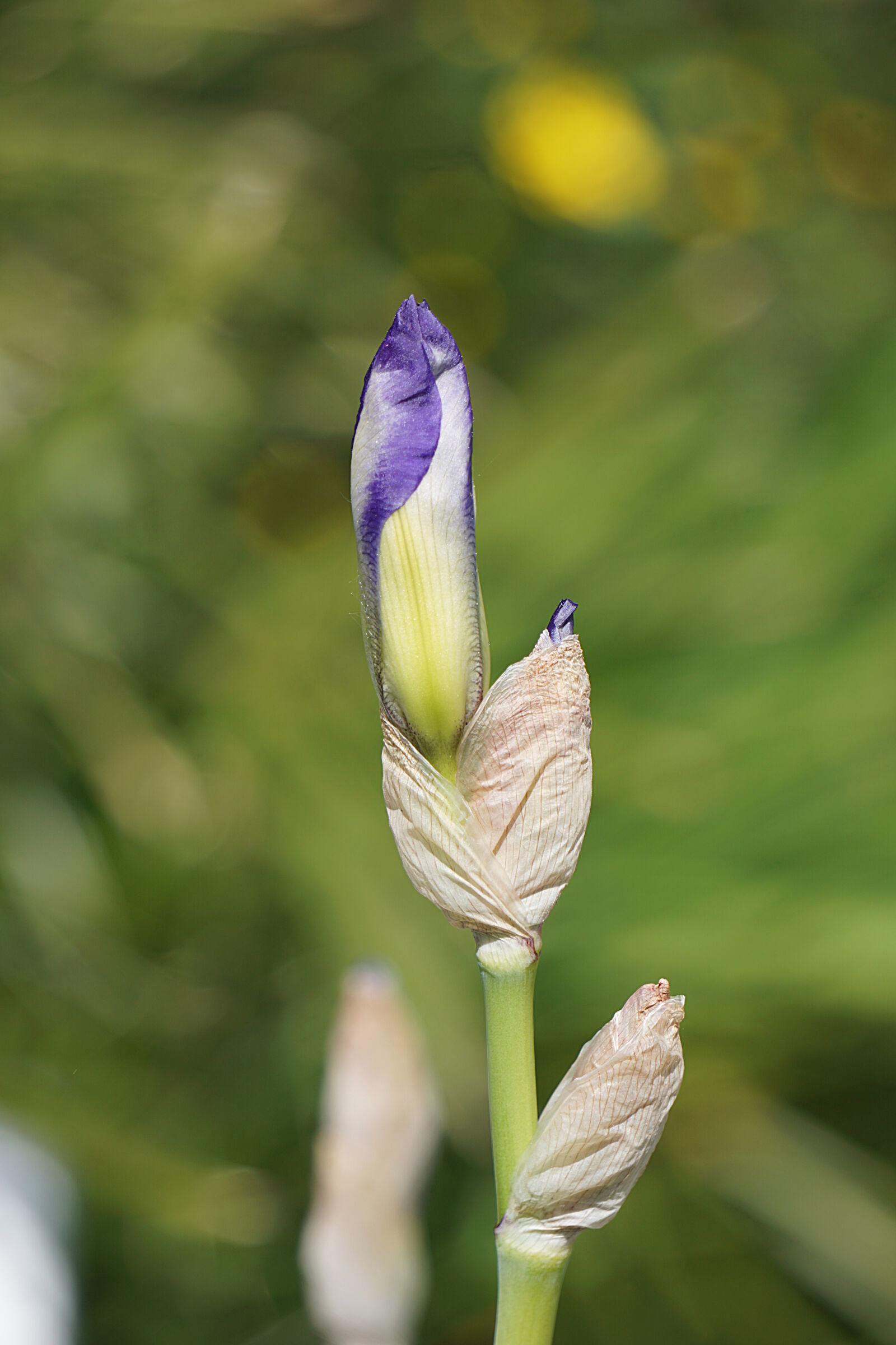 Sony a6000 sample photo. Bleu, botanique, eclosion, floraison photography