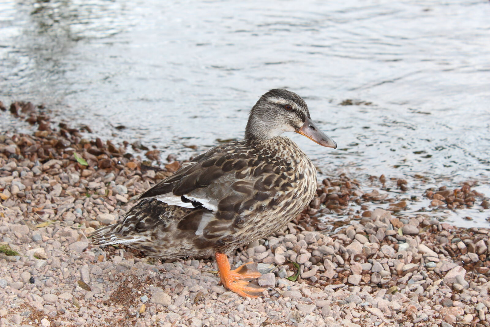 Canon EOS 600D (Rebel EOS T3i / EOS Kiss X5) sample photo. By, water, close, up photography
