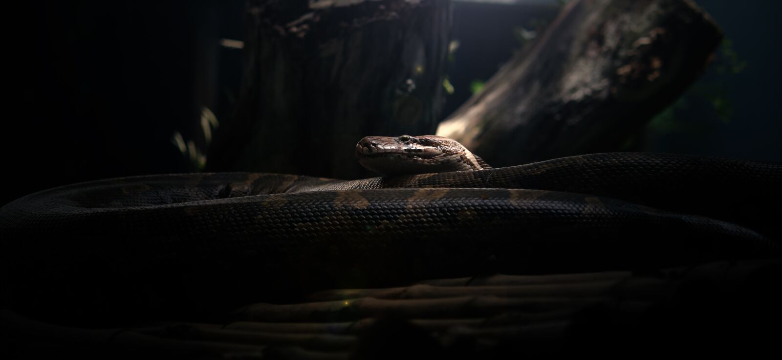 Canon EOS 700D (EOS Rebel T5i / EOS Kiss X7i) sample photo. Wild, wildlife, snake photography