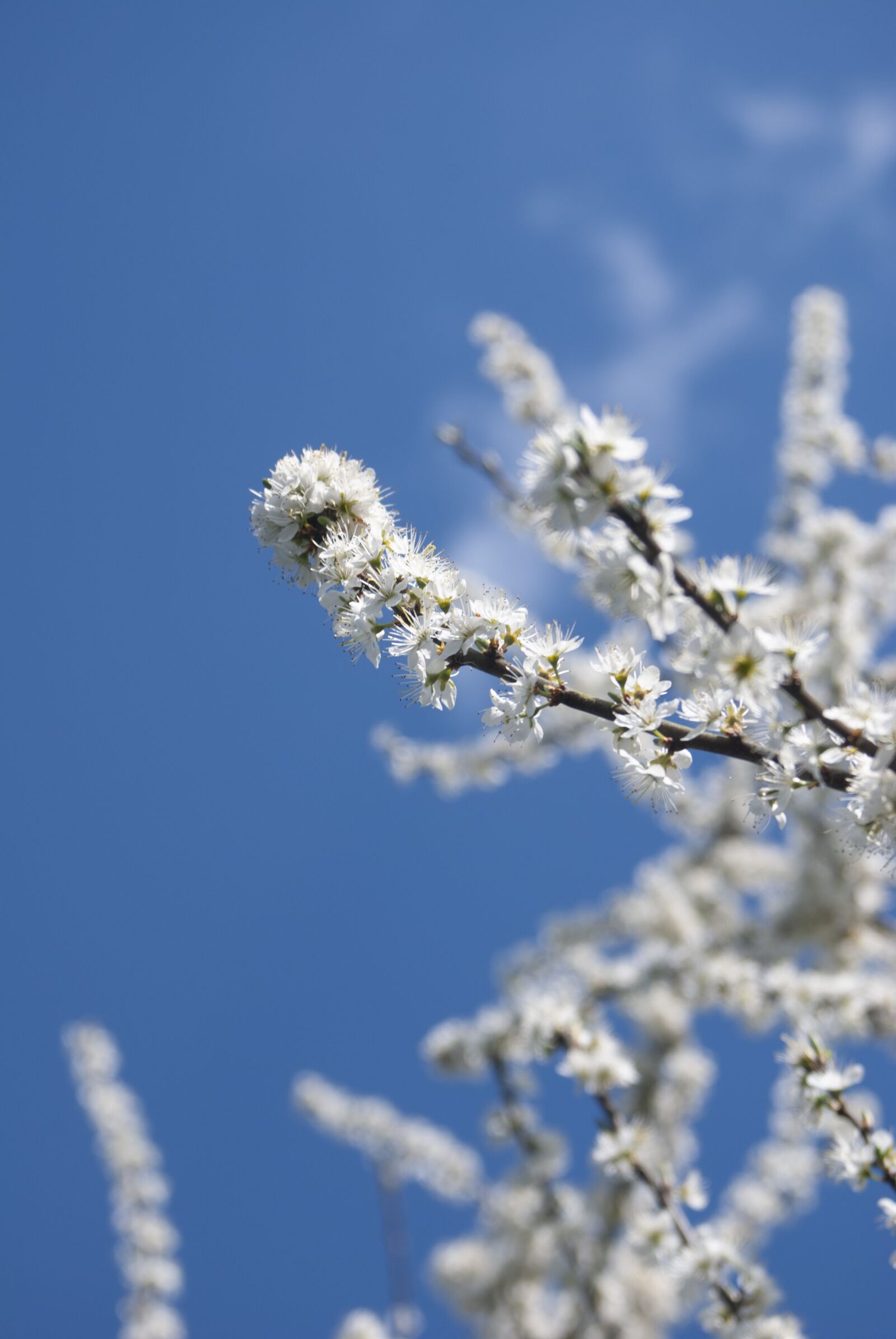 Nikon D80 sample photo. Blackthorn, blossom, england photography