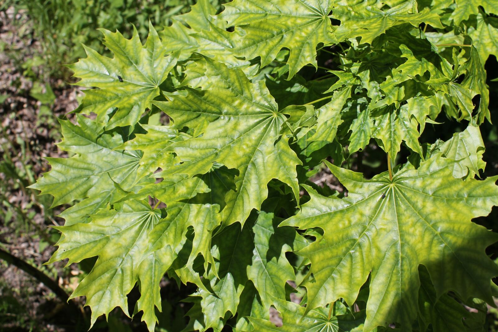 Canon EOS 1100D (EOS Rebel T3 / EOS Kiss X50) sample photo. Tree, leaves, maple photography