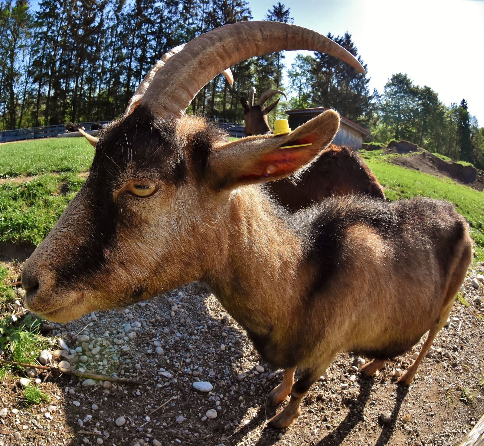 Nikon D7200 sample photo. Fisheye, goat, animal photography
