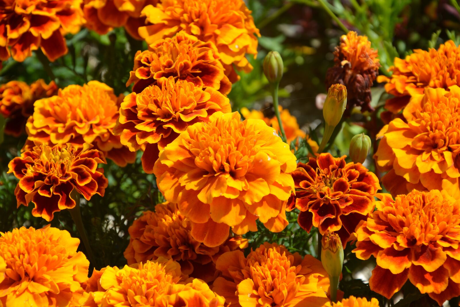 Nikon D5200 sample photo. Orange flowers, carnations of photography